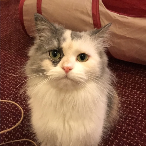 Meet your Posher, Jacie - Picture 5 of 7